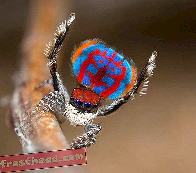 Impresionantes imágenes capturan los llamativos colores de las arañas pavo real