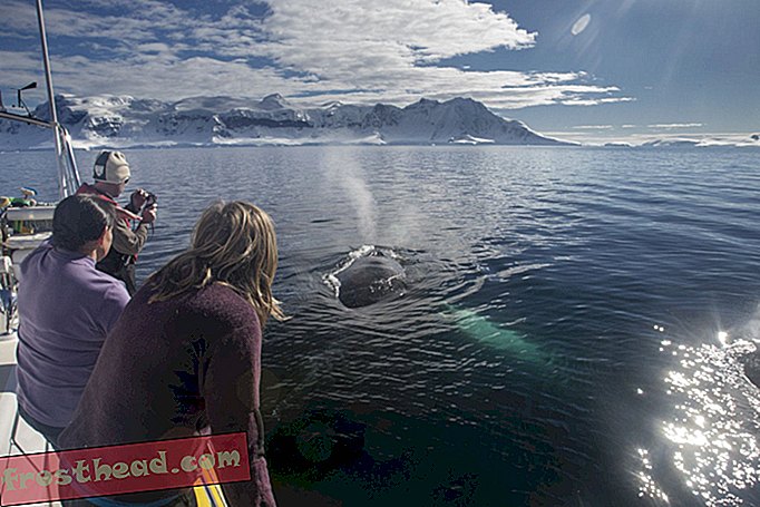 חדשות חכמות, מדע חדשות חכמות - צפייה בלווייתנים יכולה למעשה להזיק לוויתנים