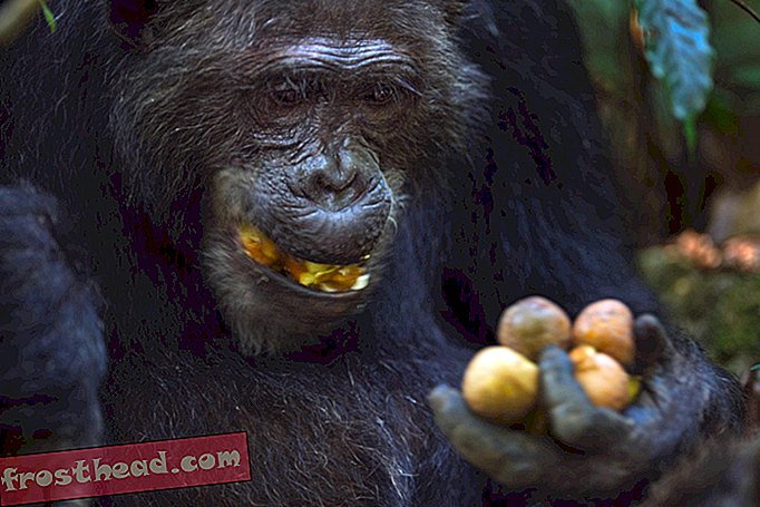 умные новости, умные новости науки - Шимпанзе будут работать усерднее, чтобы получить свою любимую еду