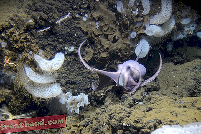 Kolonie der schönen, zum Scheitern verurteilten lila Kraken vor Costa Rica gefunden