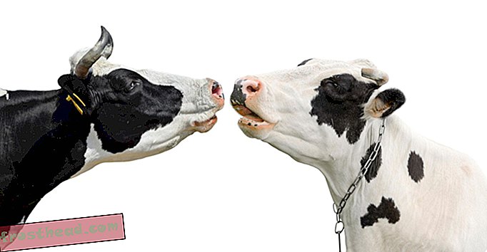 Les vaches peuvent glisser droit pour l'amour sur cette nouvelle application de rencontres
