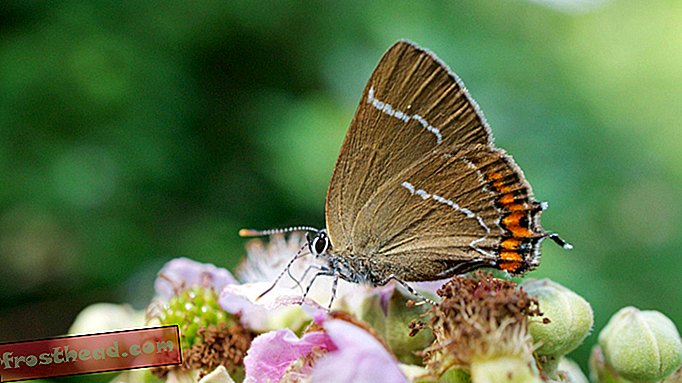 älykkäät uutiset, älykkäät uutiset - Event Butterfly, joka huomasi Skotlannissa ensimmäistä kertaa 133 vuodessa