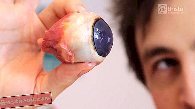 berita pintar, sains berita pintar - Jika Anda Seperti Gore, Anda Akan Suka Memerhati Eyeball Ini Dapatkan Dissected