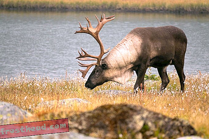 έξυπνες ειδήσεις, έξυπνες επιστήμες ειδήσεων - Η τελευταία άγρια ​​Caribou των Κάτω 48 έχει τοποθετηθεί στην αιχμαλωσία