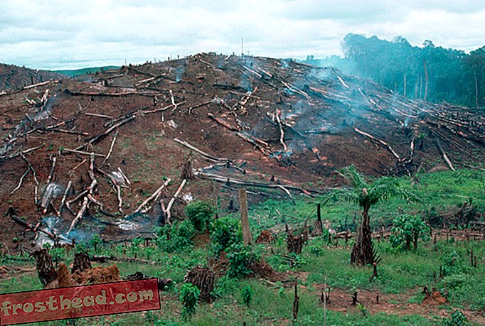 Норвегия плаща Либерия, за да спре обезлесяването