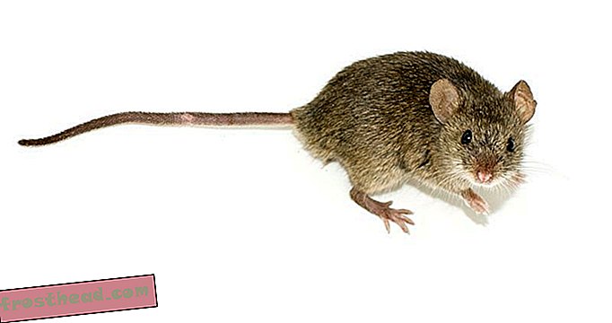 pametne vijesti, pametne vijesti - Znanstvenici uvjeravaju organ miša da povuče svoj vlastiti starenje