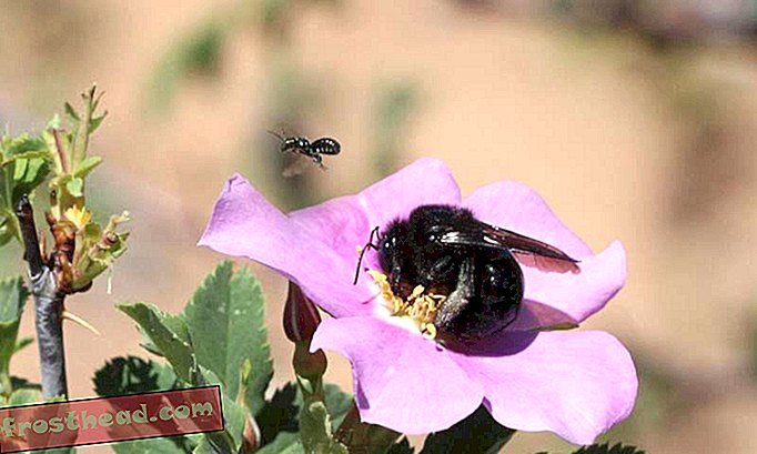Kurczenie się pomnika narodowego w Utah może zagrozić różnorodności biologicznej pszczół