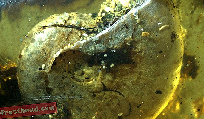 See 100 miljonit aastat vana kalmaari sugulane oli takerdunud merevaigust