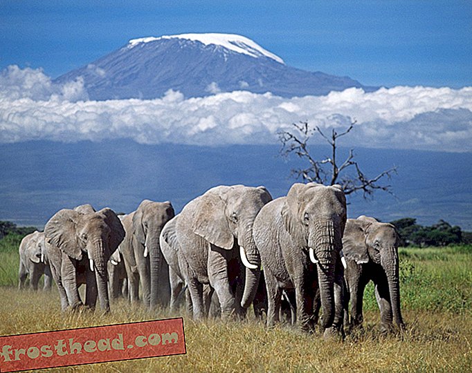 nutikad uudised, nutikad uudisteadused - Miks Tansaania küla jälitas kalju ääres kuut elevanti