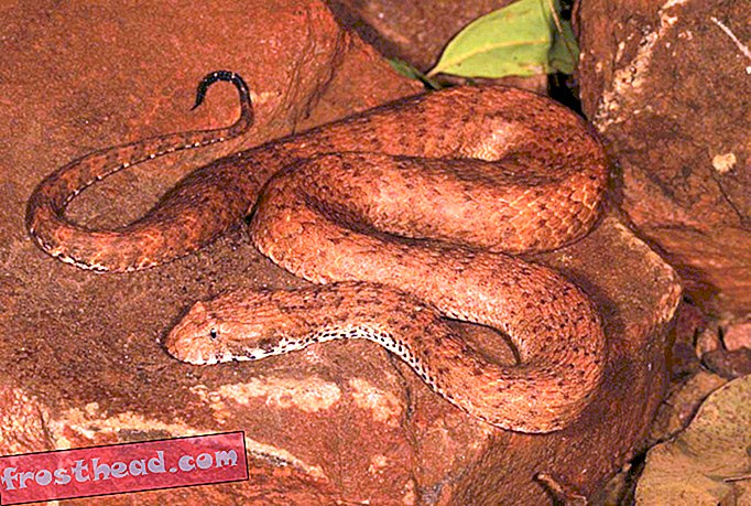 V Austrálii byl objeven další velmi jedovatý had
