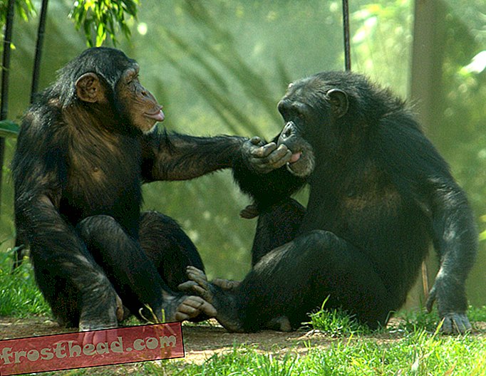 noticias inteligentes, ciencia de noticias inteligentes - Los chimpancés también tienen bromas