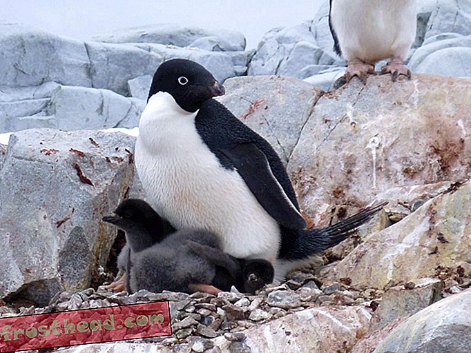 सदी के अंत तक जलवायु परिवर्तन विनाशकारी पेंगुइन आबादी कर सकता है