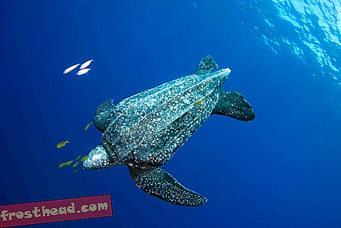 Leatherback havskildpadder kan måle sollys gennem deres kranier