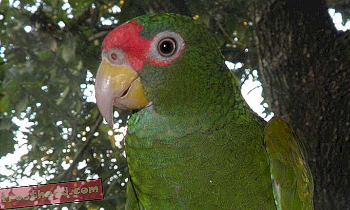 Нови видове папагал Амазонка открити в Мексико