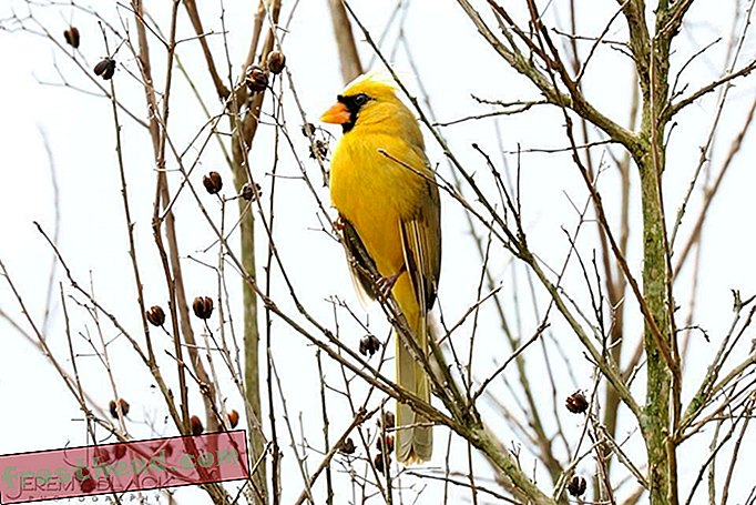 קרדינל צהוב נדיר שהוזרם במזין הציפורים באלבמה-חדשות חכמות, מדע חדשות חכמות