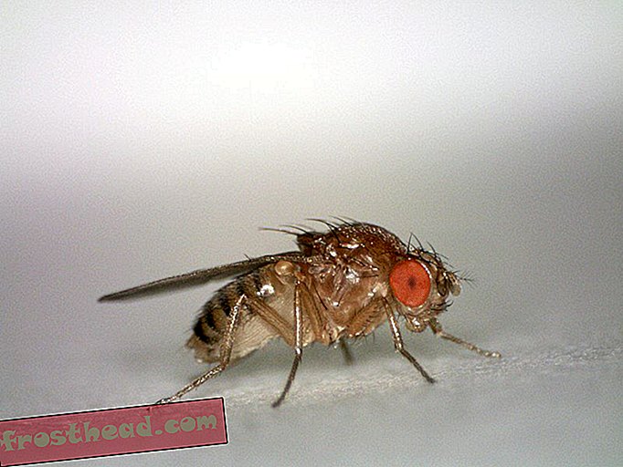 noticias inteligentes, ciencia de noticias inteligentes - Estudio encuentra que los insectos pueden experimentar dolor crónico