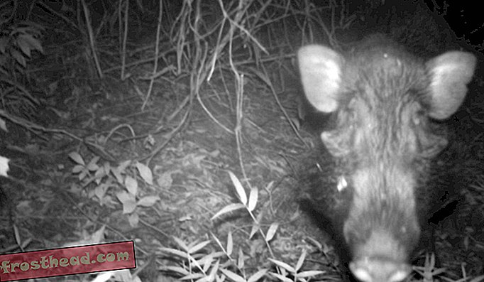 noticias inteligentes, ciencia de noticias inteligentes - Vea imágenes raras del escurridizo Javan Warty Pig in the Wild