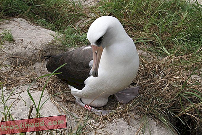 Tarkus, maailma vanim Albatross, lasi muna