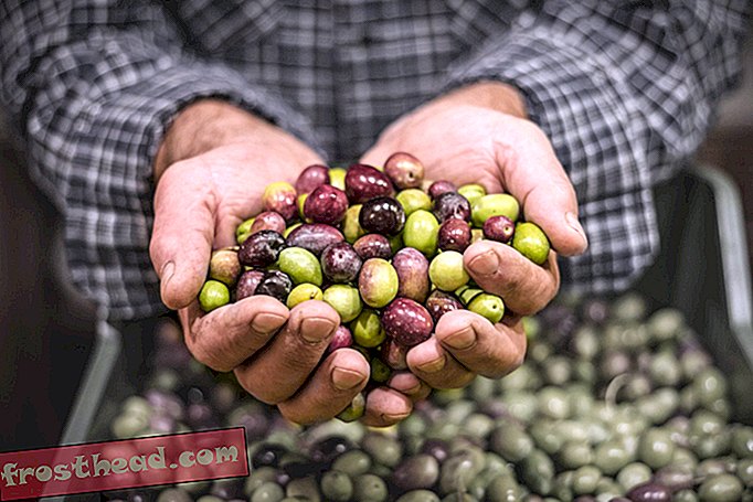 Nouvelles intelligentes, science de l'information intelligente - L'Italie pourrait avoir besoin d'importer de l'huile d'olive après que les conditions météorologiques extrêmes aient décimé les cultures locales