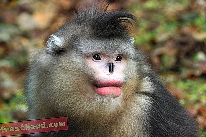 noticias inteligentes, ciencia de noticias inteligentes - A los monos también les gustan los labios rojos