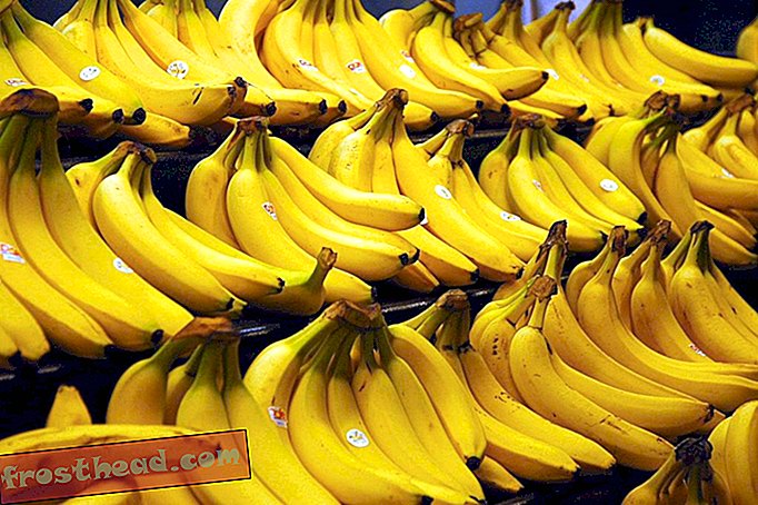 Un hongo destructor de plátanos ha llegado a las Américas