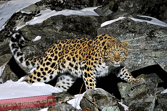 Hiina kiitis heaks tohutu rahvuspargi, et kaitsta oma viimaseid suuri kasse