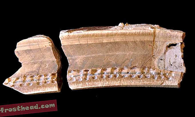Nouvelles intelligentes, science de l'information intelligente - Trouvé: Les restes d'un paresseux de 27 000 ans qui s'est coincé dans un gouffre
