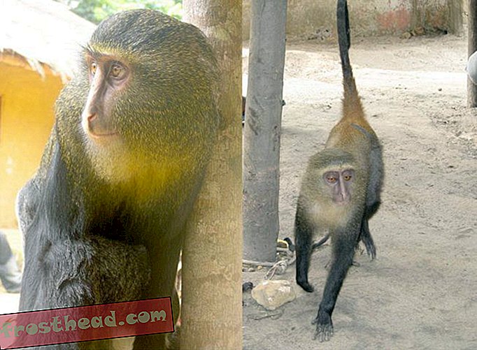 स्मार्ट समाचार, स्मार्ट समाचार विज्ञान - मिलिए दुनिया के सबसे नए बंदर प्रजाति से