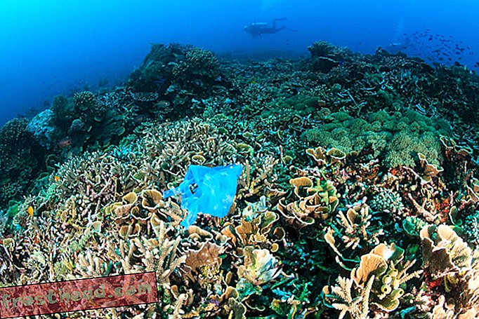 Δισεκατομμύρια τεμαχίων πλαστικής νόσου σε κοραλλιογενείς υφάλους