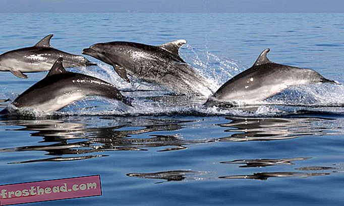 Кликетните Адриатически делфини могат да имат стратегии за избягване един на друг