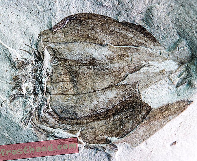 Истраживачи открили фосиле 52-годишњег Томатилоса