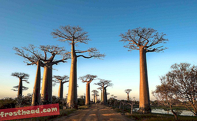 Nešto ubija najveća afrička baobabska stabla