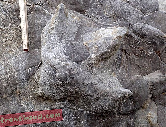 קבורה של עקבות דינוזאורים שמורים היטב שנחשפו לאורך חוף סאסקס