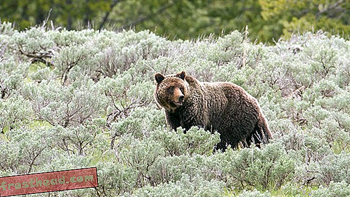Yellowstone Grizzly, joka poistetaan uhanalaisten lajien luettelosta