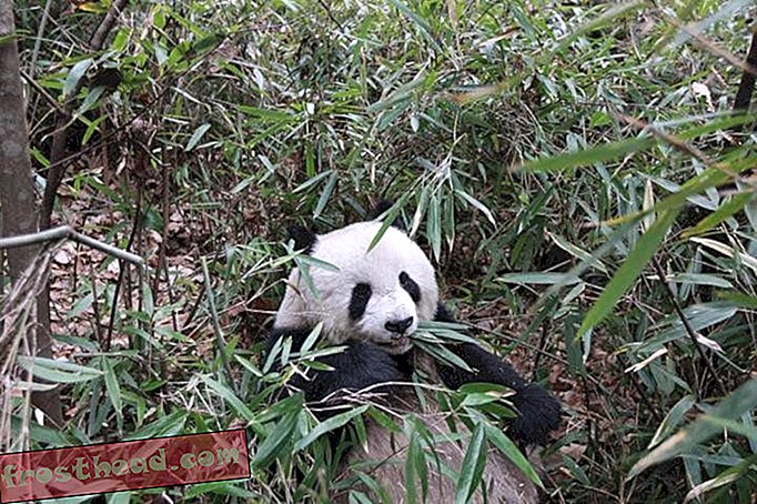 Бамбук в основном «поддельное мясо» для гигантских панд