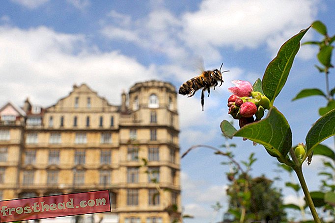 Kaupungin mehiläiset ovat itse asiassa monimuotoisempia kuin maalais Mehiläiset