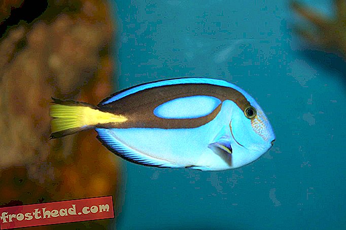 Conservacionistas Estão Preocupados Que "Encontrar Dory" Pode Ser Ruim Para Peixes Exóticos
