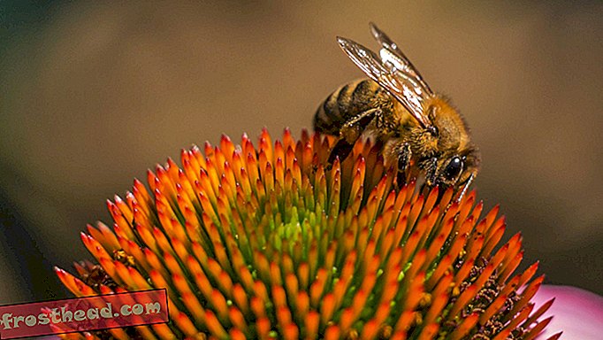 Как изменението на климата се забърква с пчелите