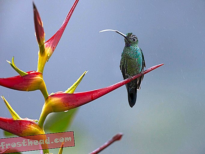 Las lenguas de colibrí son bombas, no pajitas