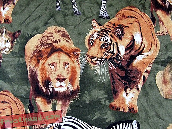 Tiger vs Lion: qui gagnerait?