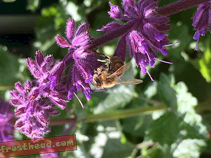 Des niveaux "sûrs" de pesticides entravent encore la mémoire et la capacité d'apprentissage des abeilles