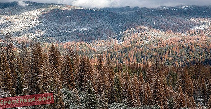 La sécheresse en Californie a tué près de 150 millions d'arbres