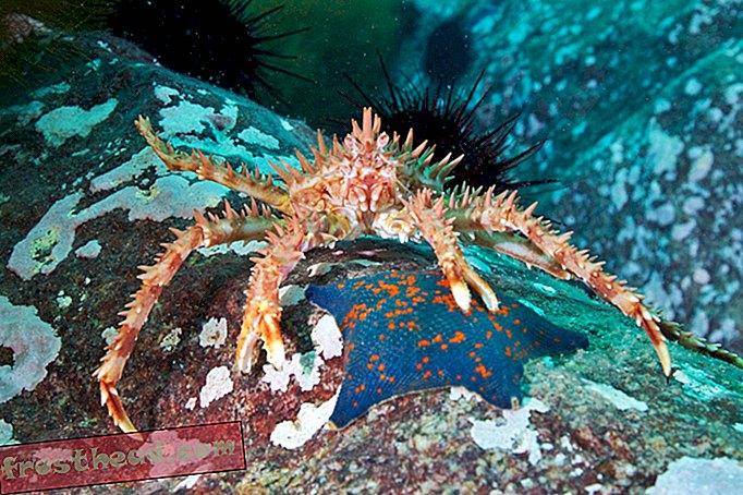 Les crabes royaux sont sur le point de prendre le contrôle de l'Antarctique