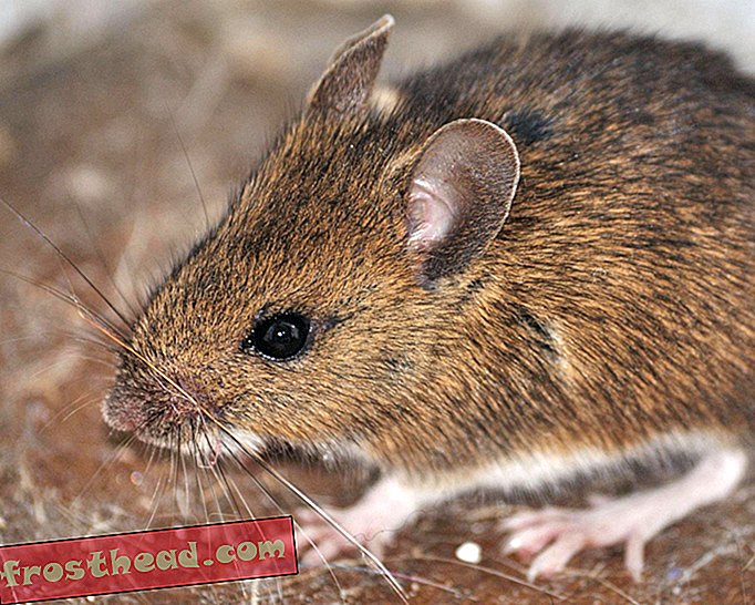 עכברים קראו לבתים אנושיים במשך 15,000 שנה