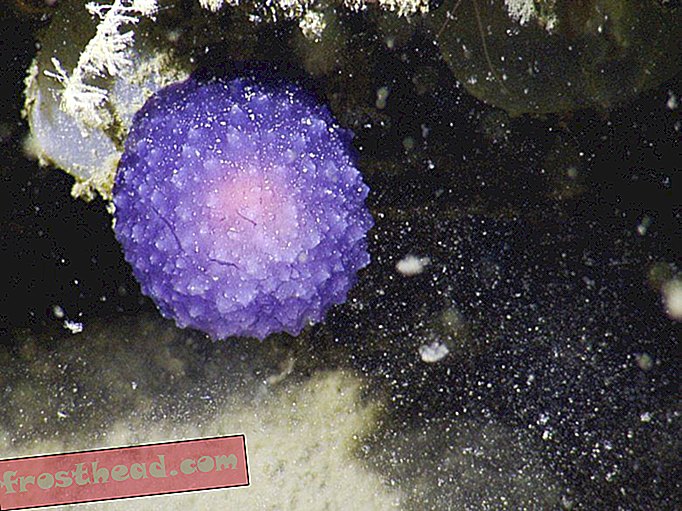Investigadores encuentran misterioso Orbe Púrpura en las Islas del Canal