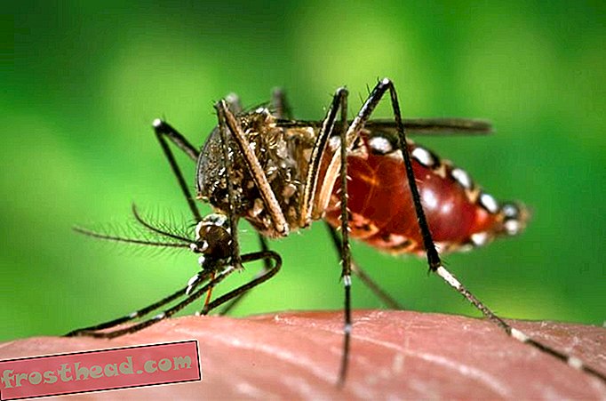 pametne vijesti, pametne nauke o vijestima, pametna vijesti o putovanjima - Australijski grad pobjeđuje groznicu groznice koja koristi posebne komarce