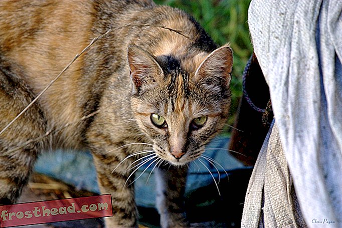 L'Australie construit la plus grande barrière anti-chats du monde pour protéger les espèces menacées