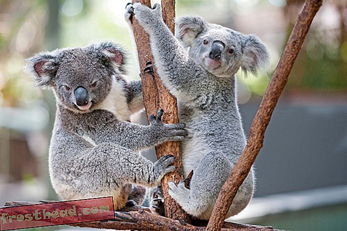 slim nieuws, slimme nieuwswetenschap - Koala's in Australië hebben Chlamydia, maar een nieuw vaccin kan ze redden