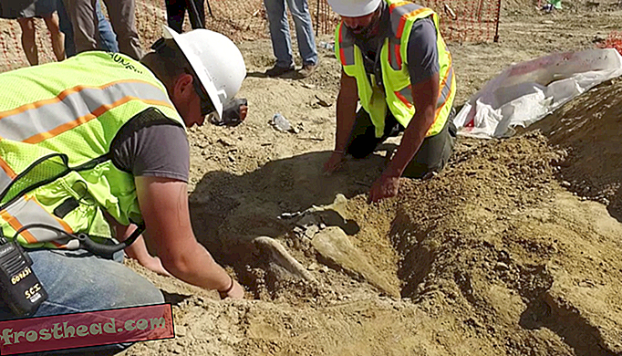 Colorado Construction Crew Unearths 66 miljoonan vuoden ikäinen Triceratops-fossiili