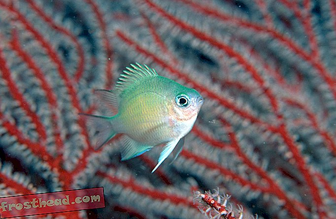 noticias inteligentes, ciencia de noticias inteligentes - Los peces pueden ajustar el equilibrio de género ante el aumento de las temperaturas